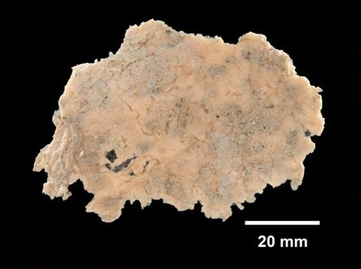 Haliclona canaliculata