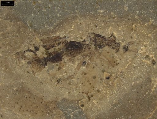 Insecta