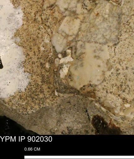 undet. Mollusca