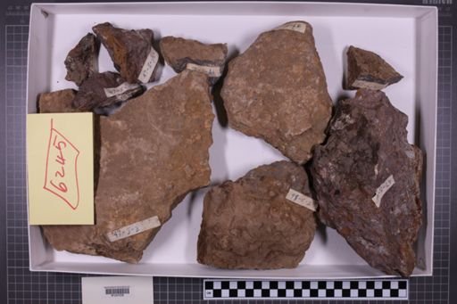 mixed taxa, stratigraphic collection