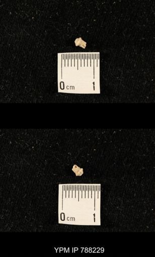 undet. Crinoidea