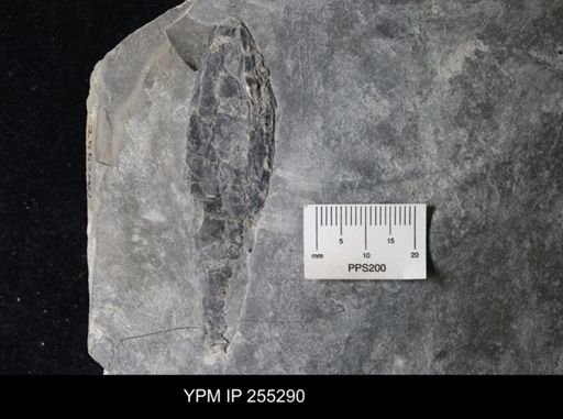 Hughmilleria sp.
