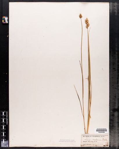 Carex scoparia
