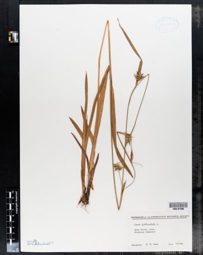 Carex folliculata
