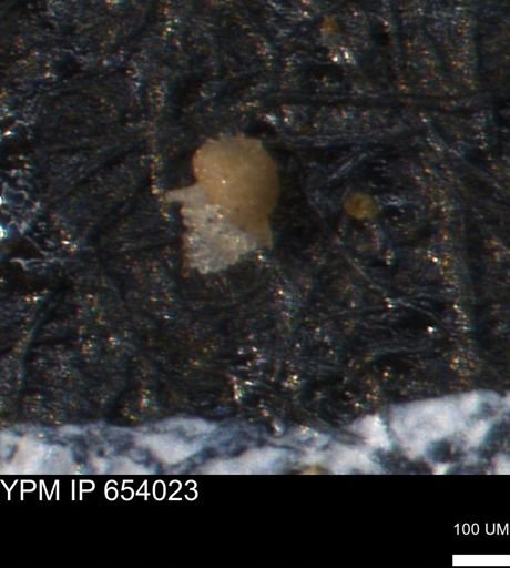 Clathrocyclas (Clathrocyclas) irrasa