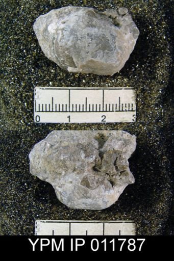 Marginifera sublaevis