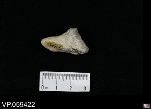 Cretoxyrhina sp.