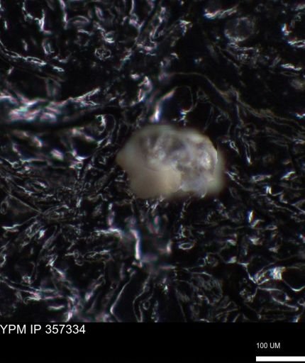 undet. Foraminiferida