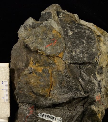 Calamites sp.