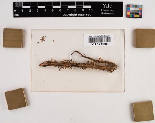 Plantae