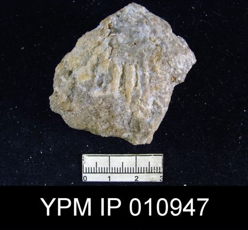 Meekella hessensis