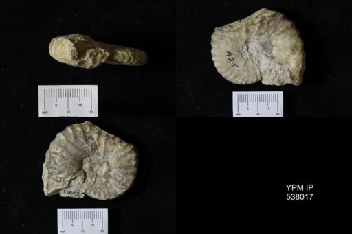 Stoliczkaia dispar