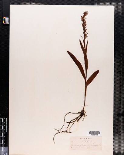Habenaria