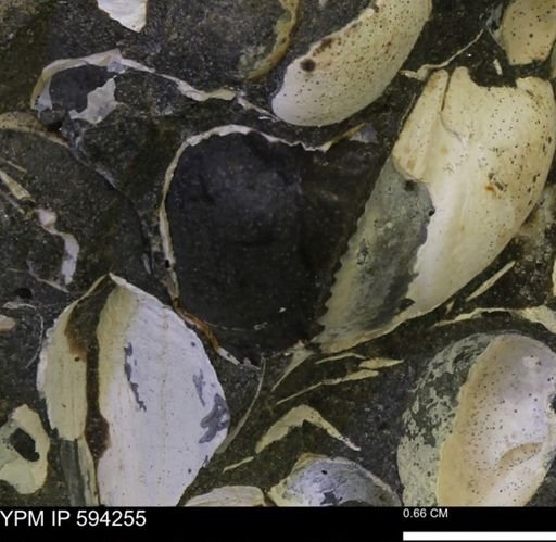 Protocardia sp.