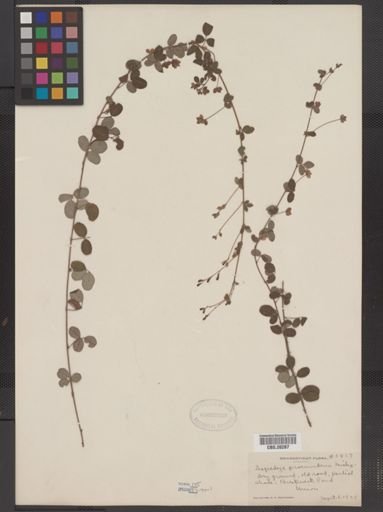 Lespedeza procumbens