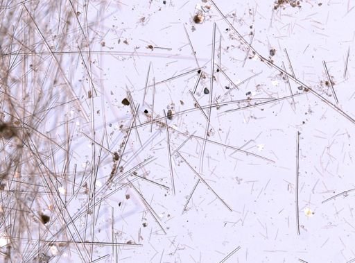 Polymastia andrica