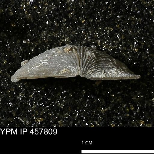 Strophodonta sp.