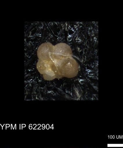 undet. Globigerinina