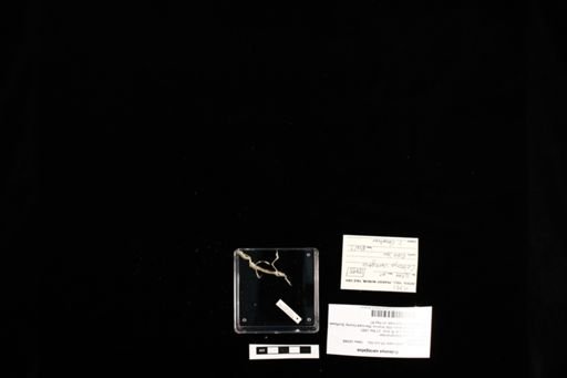 Coleonyx variegatus