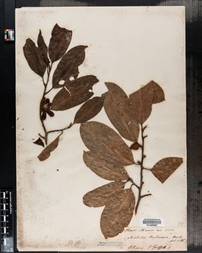 Magnolia