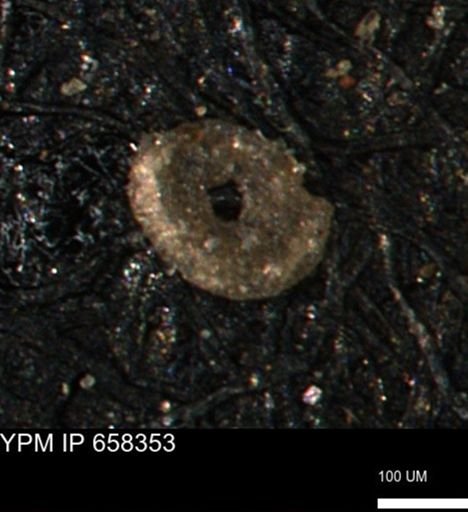 Spirolocammina subcircularis