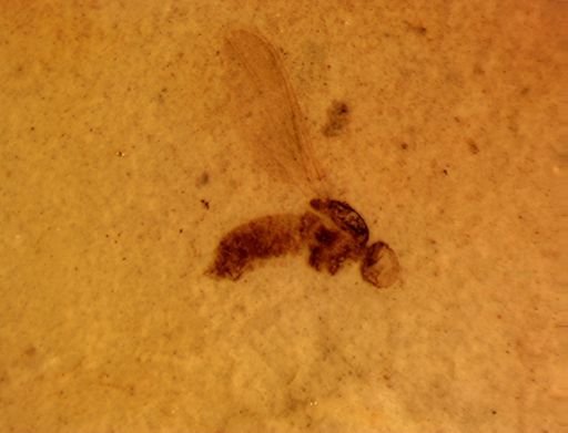Pipunculidae?