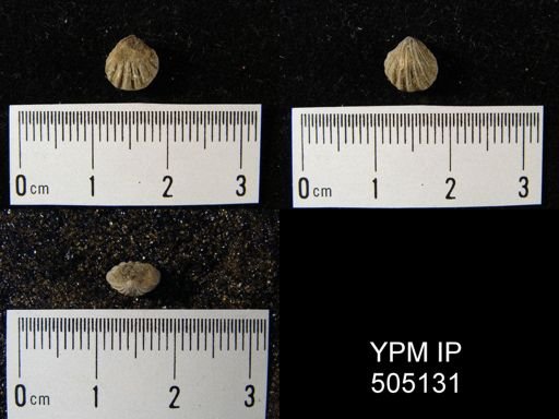 Hustedia mormoni