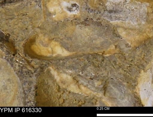 Protocardia subquadrata
