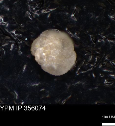 undet. Foraminiferida