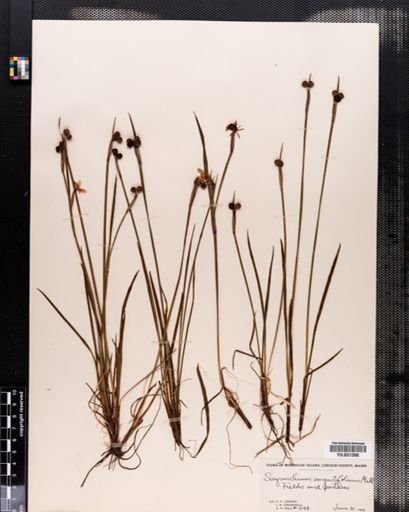 Sisyrinchium angustifolium