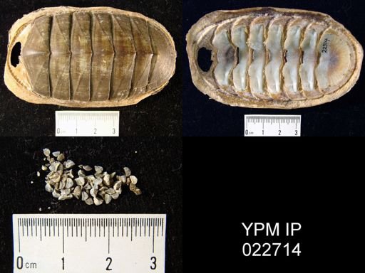 undet. Polyplacophora
