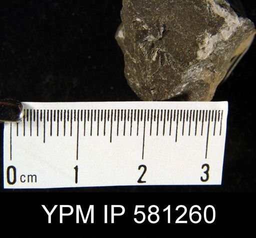 Howellella sp.