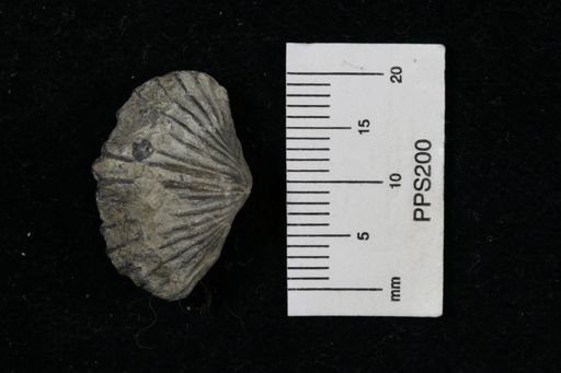 Platystrophia sp.