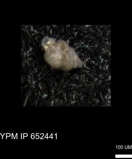 undet. Heterohelicidae