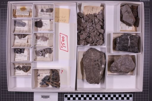 mixed taxa, stratigraphic collection