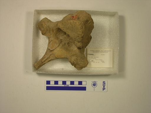 Mylodon harlani