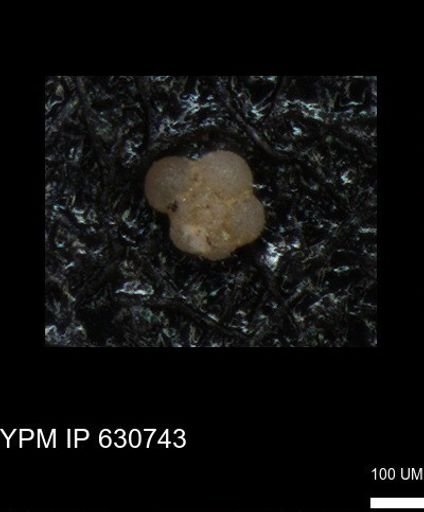 undet. Rugoglobigerinidae
