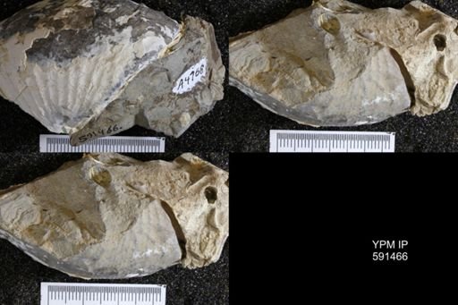 Hoploscaphites