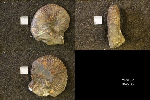 Jeletzkytes nebrascensis