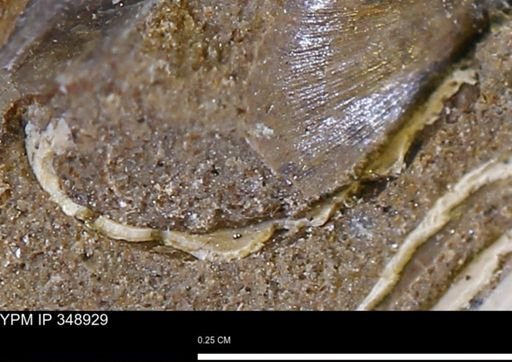 undet. Mollusca