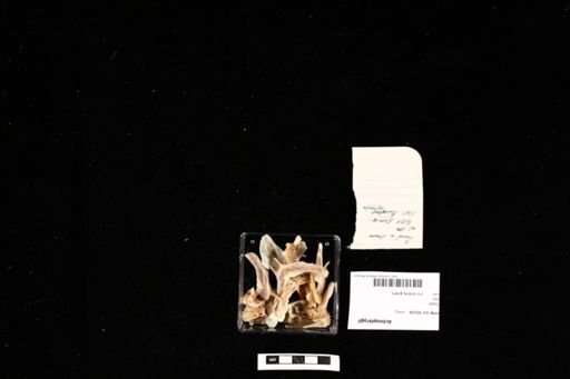 Actinopterygii