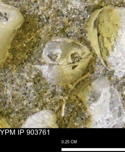 Corbulamella sp.