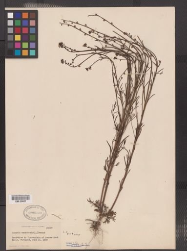 Linaria canadensis