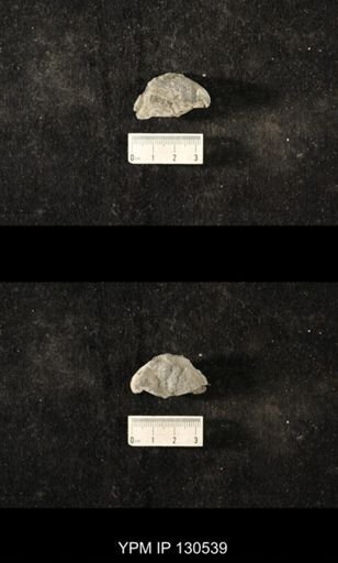 Platyceratoidea