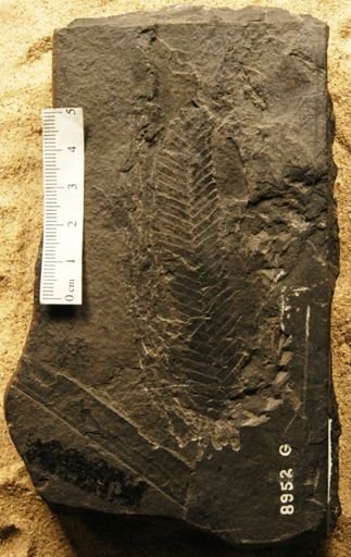 Otozamites brevifolius