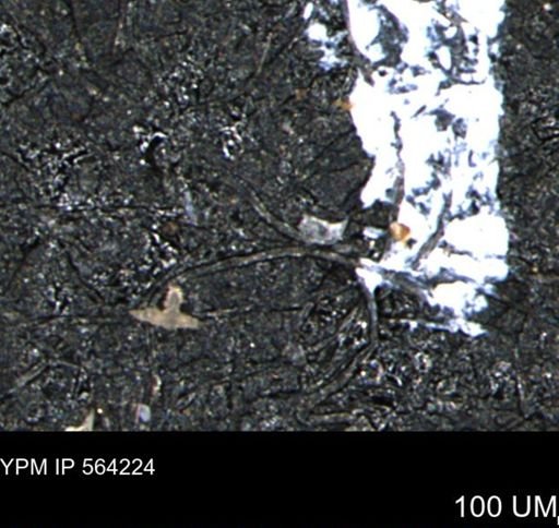 undet. Porifera