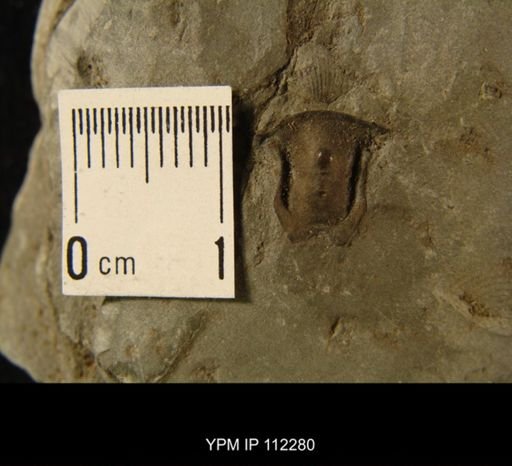 undet. Trilobita