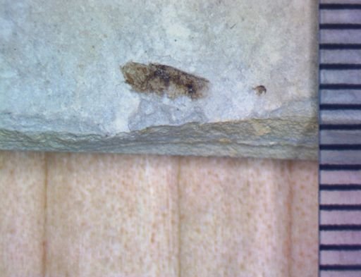 undet. Hexapoda