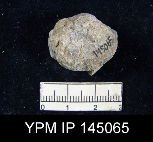 Athyris semiconcava