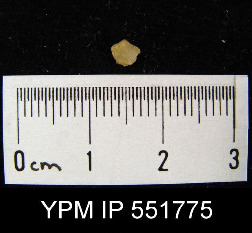 Atrypella decaturensis